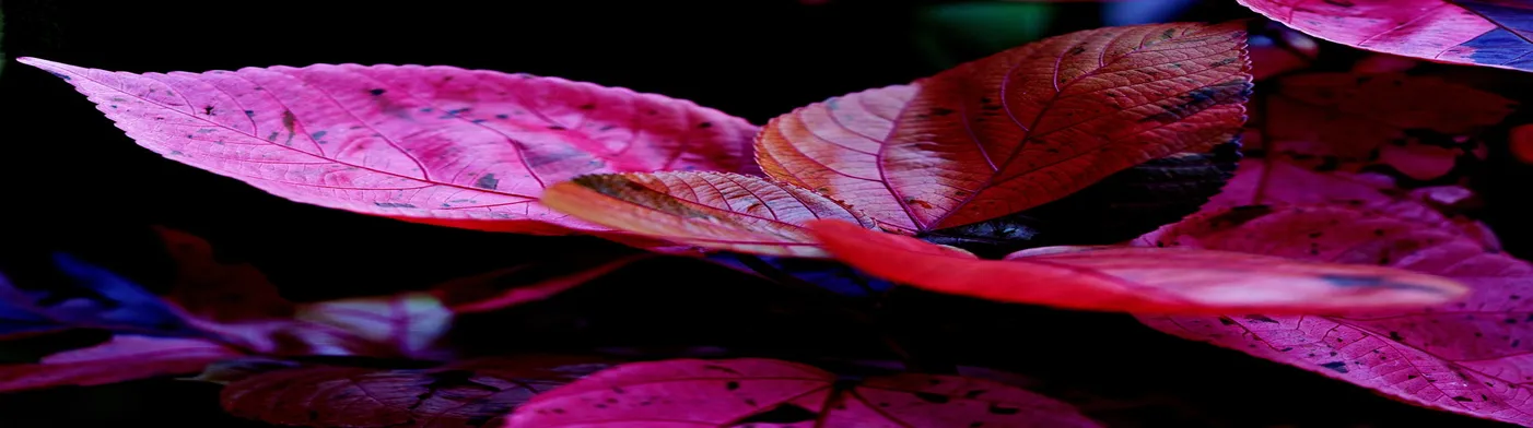 법무법인 서앤율